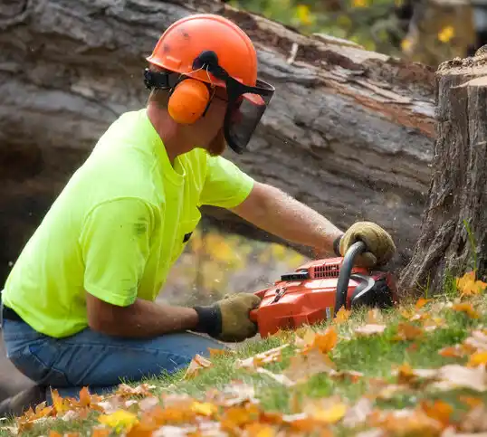 tree services Copake Lake